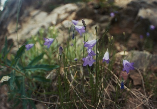 Baker Gulch Trail